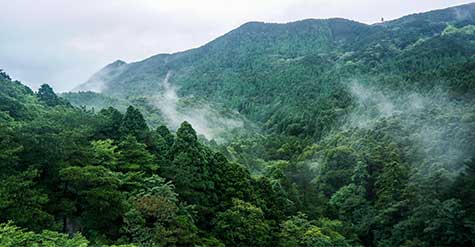 南京浦口區森林防火項目